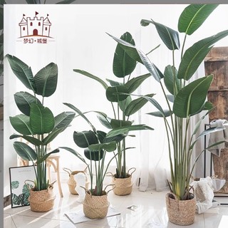 Cây  giả decor (Cây chuối 1m2 (9 lá, chậu, giỏ), Cây trầu bà 1m2 (9 lá, chậu giỏ)