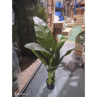 Cây  giả decor (Cây chuối 1m2 (9 lá, chậu, giỏ), Cây trầu bà 1m2 (9 lá, chậu giỏ)