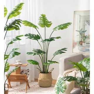 Cây  giả decor (Cây chuối 1m2 (9 lá, chậu, giỏ), Cây trầu bà 1m2 (9 lá, chậu giỏ)
