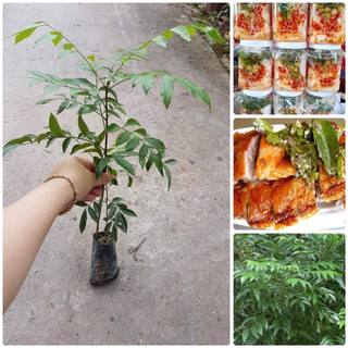 Cây giống mắc mật