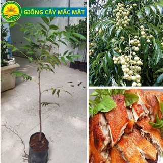 Cây giống mắc mật