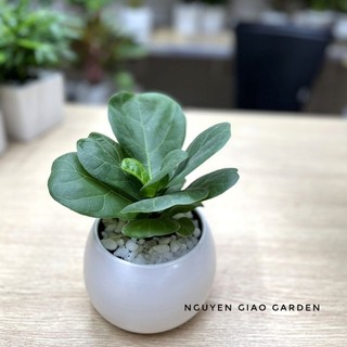 Cây bàng sing kèm chậu sứ đá trắng