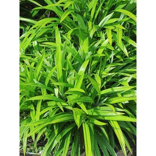 [Chỉ giao Miền Nam] 1kg thân lá dứa/cơm nếp tươi