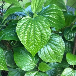 Cây lá lốt giống