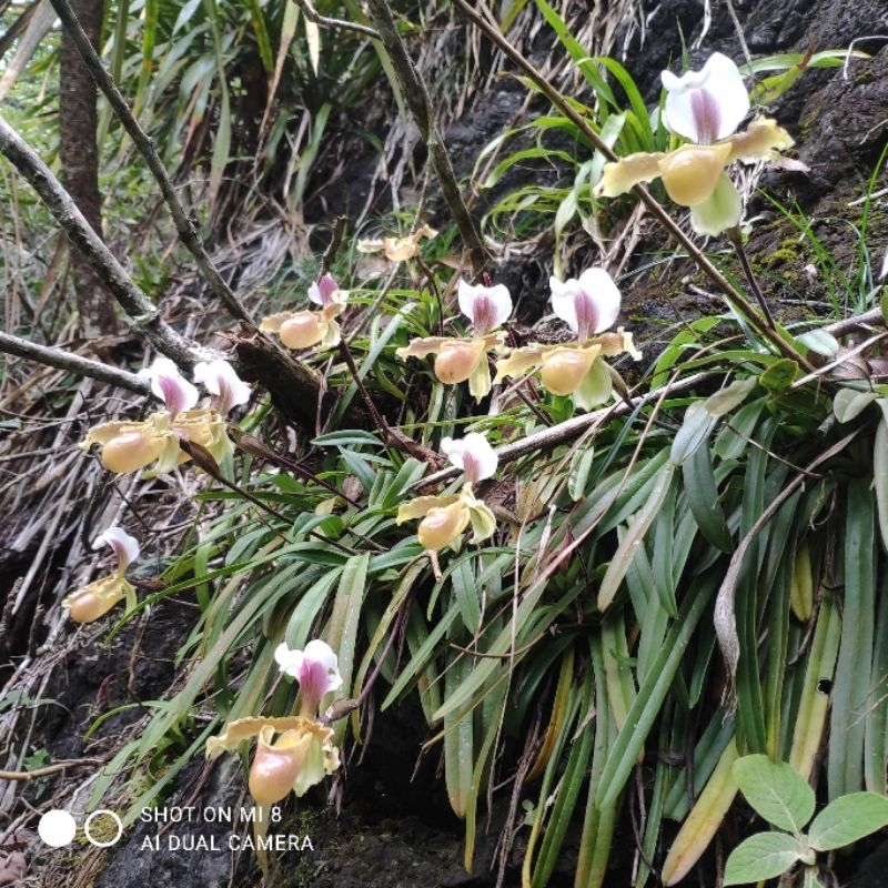 1cây hài cocci hoa thơm