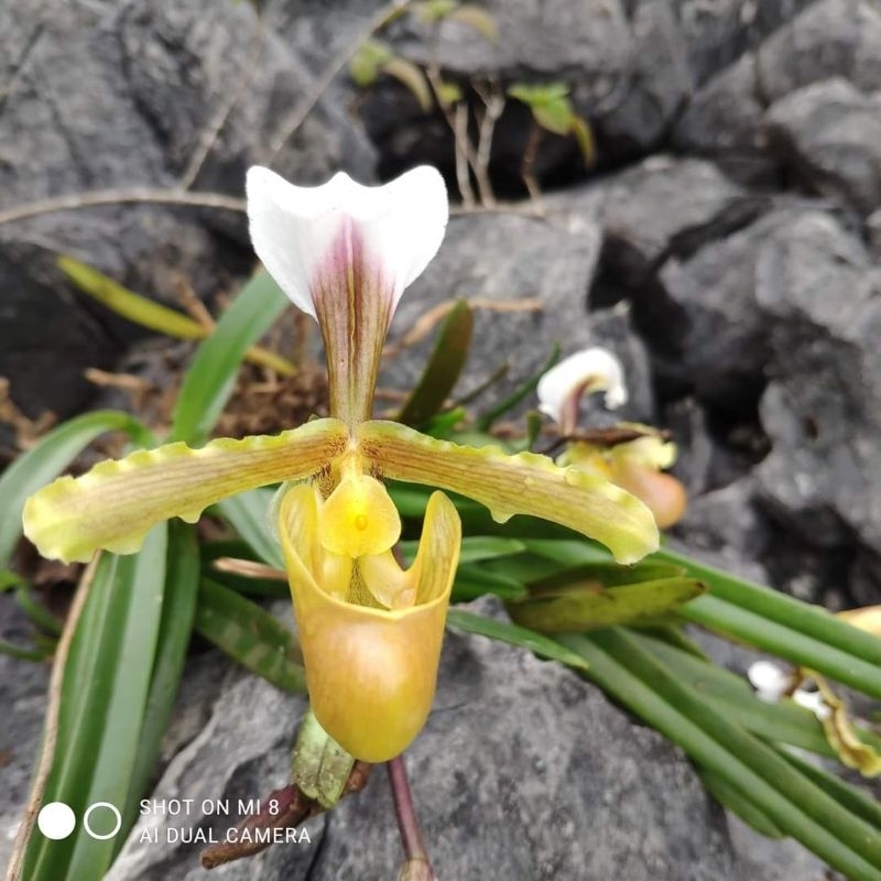 1cây hài cocci hoa thơm