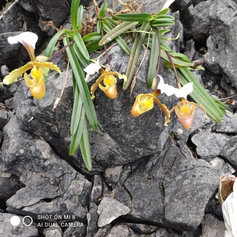 1cây hài cocci hoa thơm