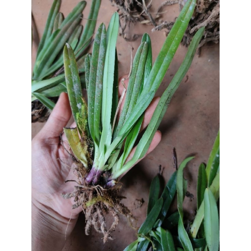 1cây hài cocci hoa thơm