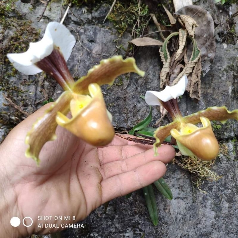 1cây hài cocci hoa thơm