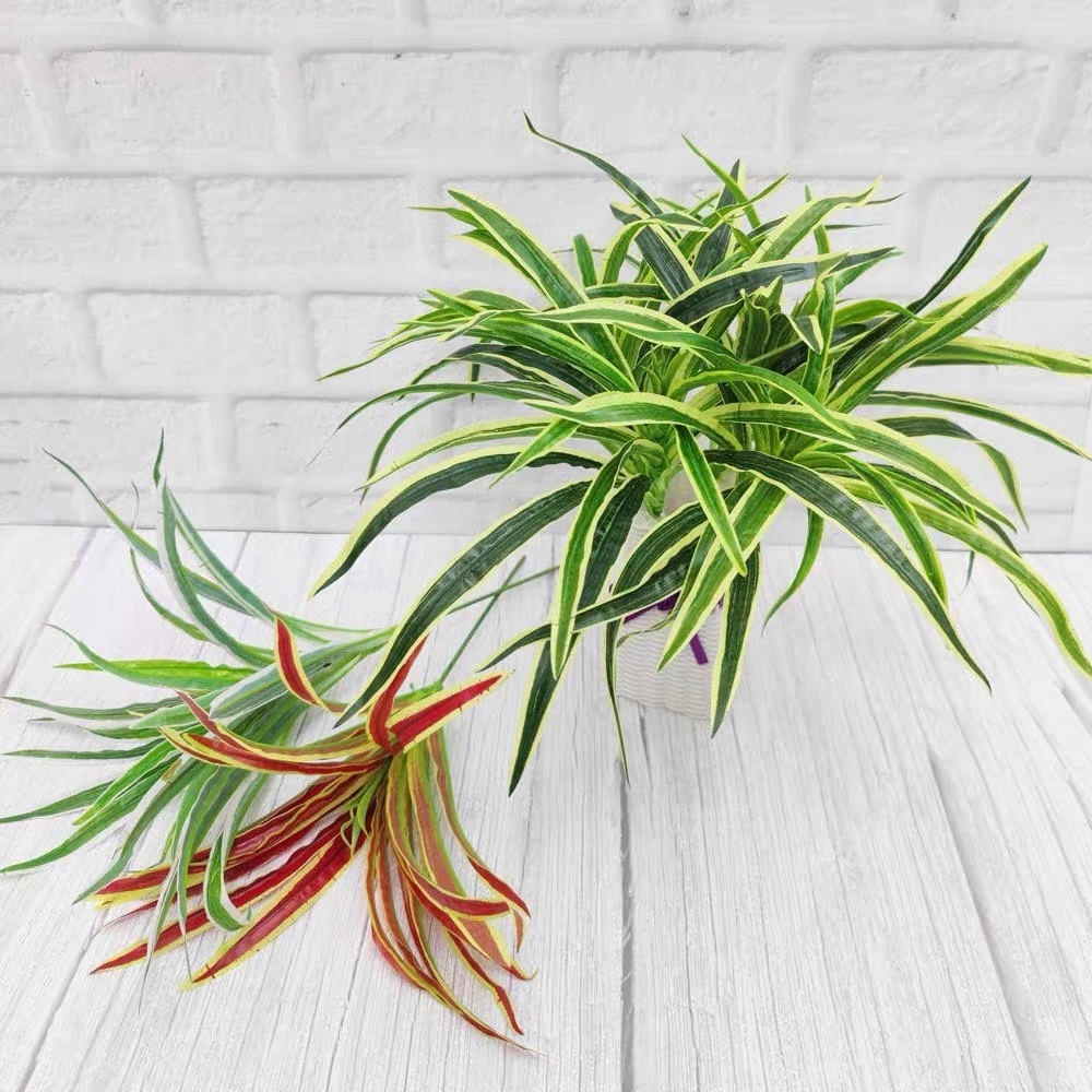 Cụm Cây Cỏ Lan Chi Giả, Cỏ Nhện Loại Ngắn 40cm Đủ Màu Tóc Tiên