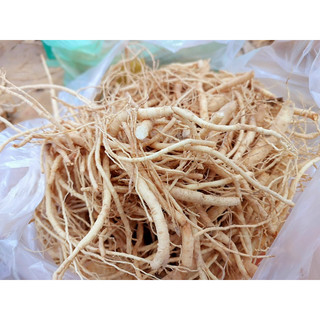 RỄ SÂM  HÀN QUỐC 6 Năm Tuổi