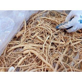 RỄ SÂM  HÀN QUỐC 6 Năm Tuổi