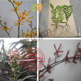 cây lan bò cạp combo 3 màu ++1 cây ( vàng, đỏ ko có hoa) ++ 1 cây (rằn có hoa )