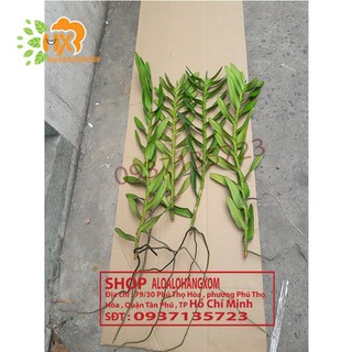 cây lan bò cạp combo 3 màu ++1 cây ( vàng, đỏ ko có hoa) ++ 1 cây (rằn có hoa )