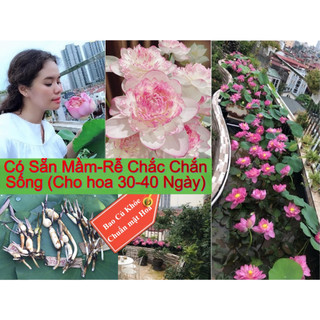 Gói Hạt Giống Sen - Củ Sen Giống Sen Siêu Nụ Dễ Trồng Hoa Sen các loại, củ sen nhật,củ sen thái Cho Hoa Sau 1 Tháng
