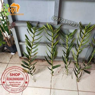 cây lan bò cạp combo 3 màu ++1 cây ( vàng, đỏ ko có hoa) ++ 1 cây (rằn có hoa )