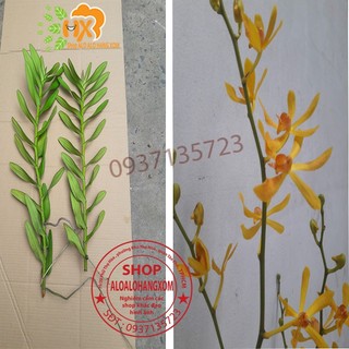 cây lan bò cạp combo 3 màu ++1 cây ( vàng, đỏ ko có hoa) ++ 1 cây (rằn có hoa )