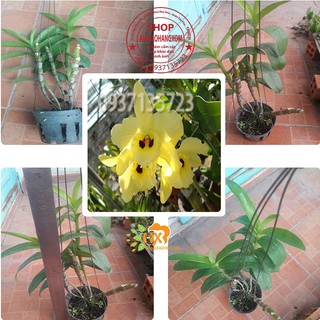 Cây lan denro mùa xuân MÀU VÀNG , [cây trưởng thành]