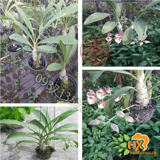 Cây lan thiên nga --cây trưởng thành cao từ 35-45 cm