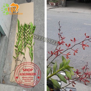 cây lan bò cạp combo 3 màu ++1 cây ( vàng, đỏ ko có hoa) ++ 1 cây (rằn có hoa )