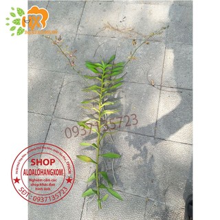cây lan bò cạp combo 3 màu ++1 cây ( vàng, đỏ ko có hoa) ++ 1 cây (rằn có hoa )