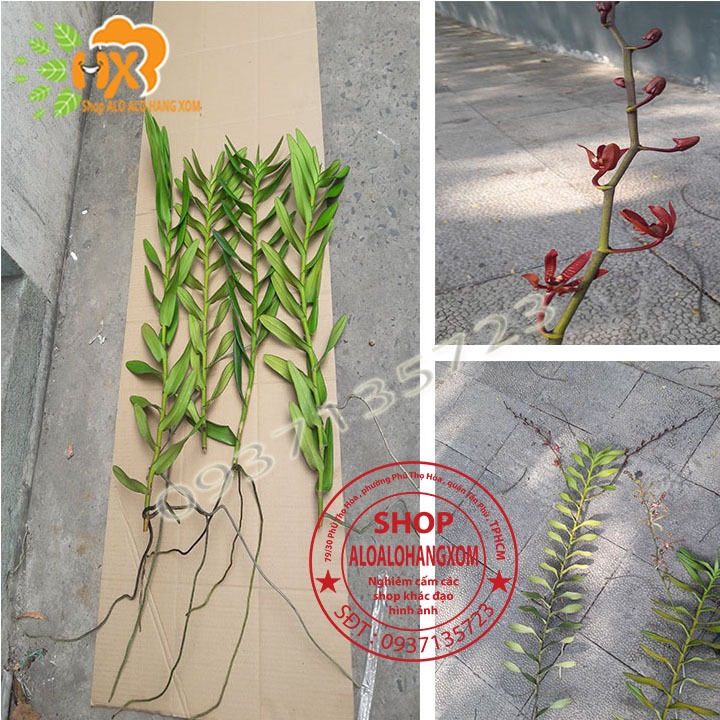 LAN BÒ CẠP ĐỎ CÂY GIỐNG-COMBO 5 CÂY