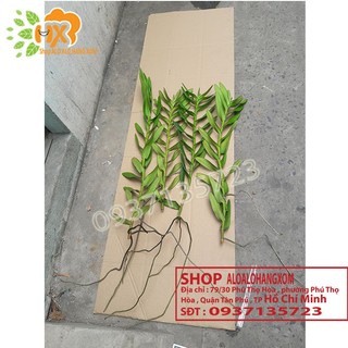 LAN BÒ CẠP ĐỎ CÂY GIỐNG-COMBO 5 CÂY