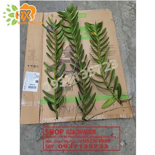 LAN BÒ CẠP ĐỎ CÂY GIỐNG-COMBO 5 CÂY