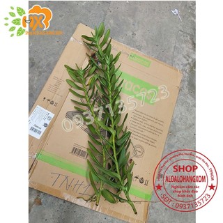 LAN BÒ CẠP ĐỎ CÂY GIỐNG-COMBO 5 CÂY
