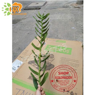 LAN BÒ CẠP ĐỎ CÂY GIỐNG-COMBO 5 CÂY