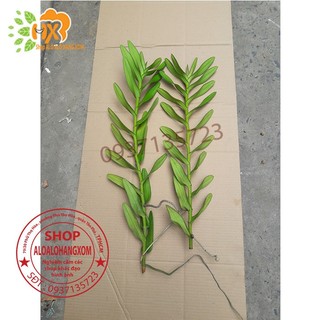 cây lan bò cạp combo 3 màu ++1 cây ( vàng, đỏ ko có hoa) ++ 1 cây (rằn có hoa )