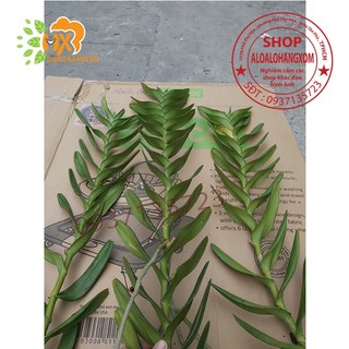 cây lan bò cạp combo 3 màu ++1 cây ( vàng, đỏ ko có hoa) ++ 1 cây (rằn có hoa )
