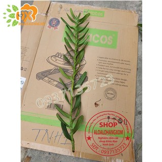 LAN BÒ CẠP ĐỎ CÂY GIỐNG-COMBO 5 CÂY