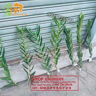 LAN BÒ CẠP ĐỎ CÂY GIỐNG-COMBO 5 CÂY