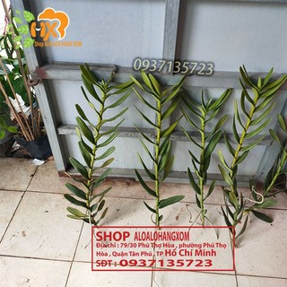 LAN BÒ CẠP ĐỎ CÂY GIỐNG-COMBO 5 CÂY