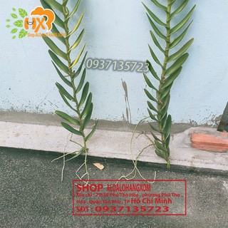 LAN BÒ CẠP ĐỎ CÂY GIỐNG-COMBO 5 CÂY