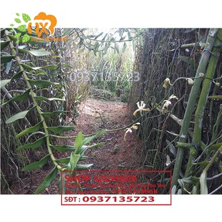 CÂY LAN BÒ CẠP RẰN - CÂY CÓ 2 VÒI HOA