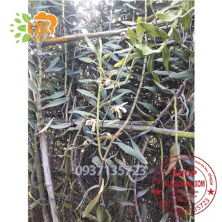 CÂY LAN BÒ CẠP RẰN - CÂY CÓ 2 VÒI HOA