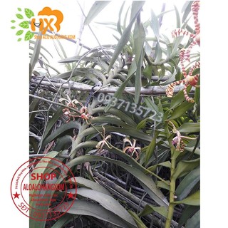 CÂY LAN BÒ CẠP RẰN - CÂY CÓ 2 VÒI HOA