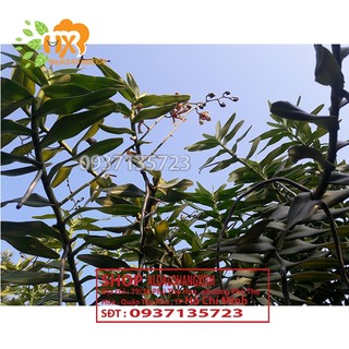 CÂY LAN BÒ CẠP RẰN - CÂY CÓ 2 VÒI HOA