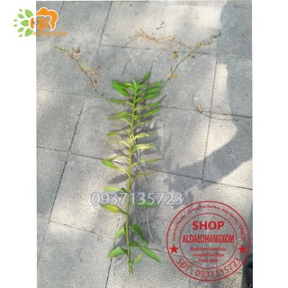 CÂY LAN BÒ CẠP RẰN - CÂY CÓ 2 VÒI HOA
