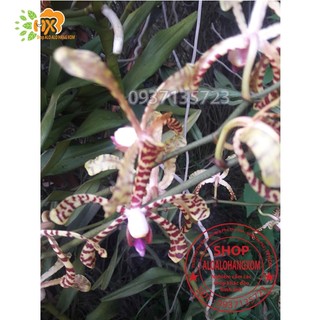 CÂY LAN BÒ CẠP RẰN - CÂY CÓ 2 VÒI HOA