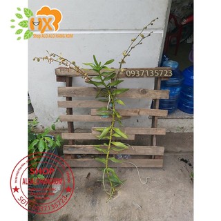 CÂY LAN BÒ CẠP RẰN - CÂY CÓ 2 VÒI HOA