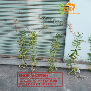 CÂY LAN BÒ CẠP RẰN - CÂY CÓ 2 VÒI HOA
