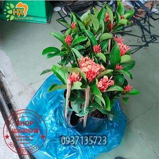 cây bông trang tàu