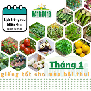 Hạt giống Rau Củ Quả trồng theo mùa ở miền NAM, THÁNG 1 này trồng rau gì? - Hạt giống Rạng Đông