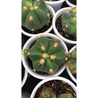 XƯƠNG RỒNG BÁNH BAO 4CM