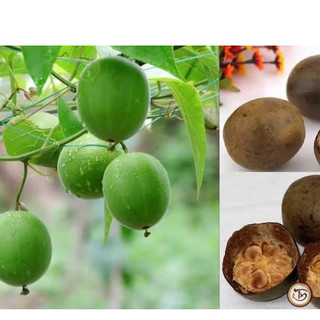 Hạt giống cây la hán quả - 3 hạt