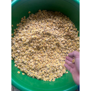 Hạt giống cây la hán quả -  5 hạt (TẶNG gói kích thích hạt nảy mầm)