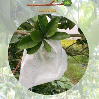 [13x18cm] 100 Túi Bọc Hoa Quả Ổi, Bơ, Xoài Na... Có Dây Rút - LOKING